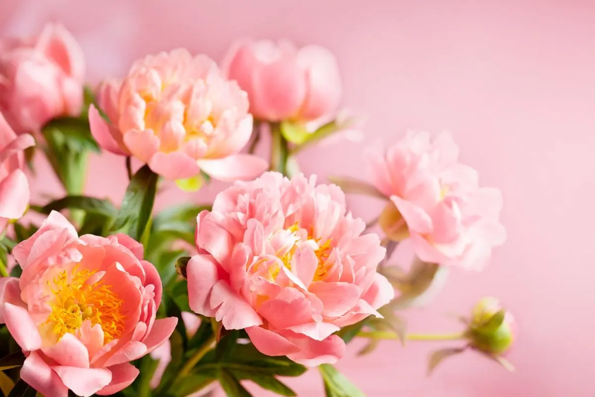 La pivoine est la fleur que tout le monde veut offrir pour la fête des mères