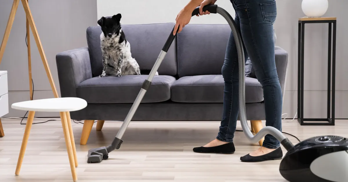 meilleur aspirateur poils animaux chiens chats